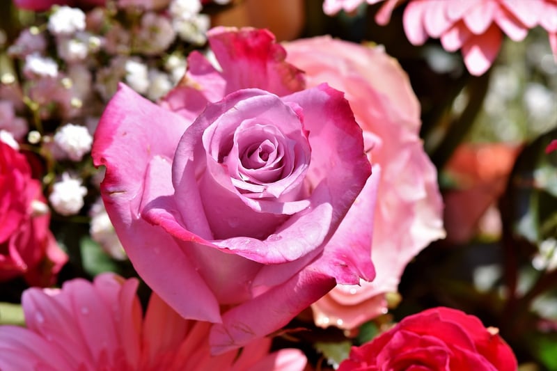 Rose Flower